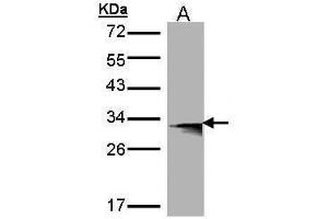 WB Image Western Blot analysis of HLA-DMB expression in transfected 293T cell line by HLA-DMB polyclonal antibody. (HLA-DMB Antikörper  (C-Term))