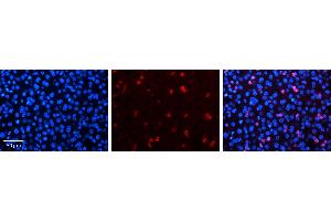 Immunohistochemistry (IHC) image for anti-Nuclear Receptor Subfamily 2, Group F, Member 6 (NR2F6) (N-Term) antibody (ABIN2782287)