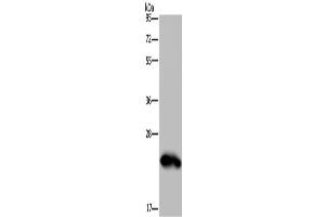 Western Blotting (WB) image for anti-Growth Hormone 2 (GH2) antibody (ABIN2423531) (Growth Hormone 2 Antikörper)