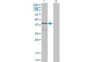 Western Blot analysis of MAPK13 expression in transfected 293T cell line by MAPK13 monoclonal antibody (M01), clone 2C10-1C7.
