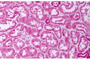 Anti-BMP7 antibody IHC staining of human kidney, tubules. (BMP7 Antikörper  (AA 315-431))