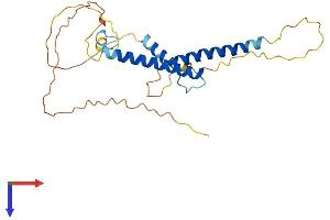 MYF5 Protein (AA 1-255) (His tag)