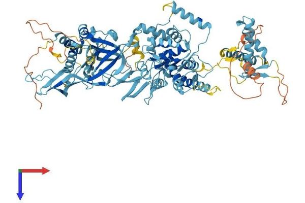 MCM6 Protein (AA 1-821) (His tag)