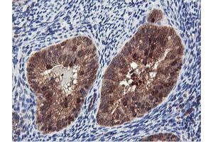 Image no. 2 for anti-Arginyl Aminopeptidase (Aminopeptidase B) (RNPEP) antibody (ABIN1500729) (RNPEP Antikörper)