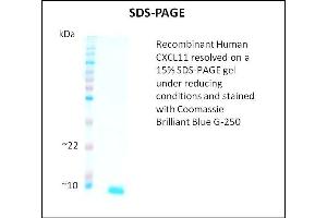 CXCL11 Protein