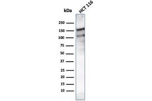 Western Blot Analysis of HCT116 cell lysate using MSH6 Mouse Monoclonal Antibody (MSH6/3091). (MSH6 Antikörper  (AA 374-540))