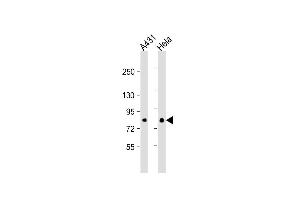 Lane 1: A431, Lane 2: HeLa cell lysate at 20 µg per lane. (EIF4B Antikörper)