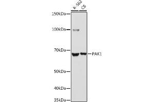Western blot analysis of extracts of various cell lines, using P antibody (ABIN6130602, ABIN6145183, ABIN6145185 and ABIN6213991) at 1:1000 dilution. (PAK1 Antikörper  (AA 1-240))