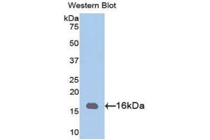 Detection of Recombinant PHPT1, Mouse using Polyclonal Antibody to Phosphohistidine Phosphatase 1 (PHPT1)