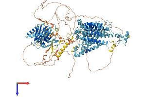 SLC4A7 Protein (AA 1-1214) (His tag)