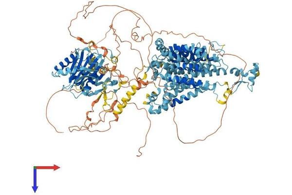 SLC4A7 Protein (AA 1-1214) (His tag)