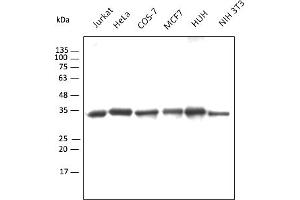 Western Blotting (WB) image for Chicken anti-Goat IgG antibody (DyLight 550) (ABIN7273065) (Huhn anti-Ziege IgG Antikörper (DyLight 550))