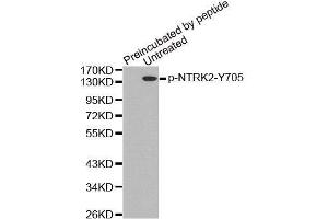 Western Blotting (WB) image for anti-Neurotrophic Tyrosine Kinase, Receptor, Type 2 (NTRK2) (pTyr705) antibody (ABIN3020418) (TRKB Antikörper  (pTyr705))