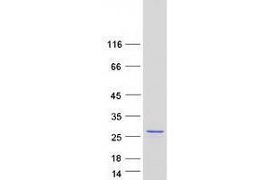 Validation with Western Blot (LYG2 Protein (Myc-DYKDDDDK Tag))
