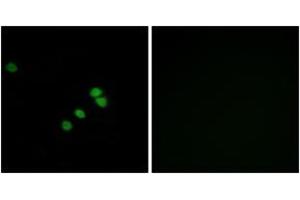 Immunofluorescence (IF) image for anti-Sp1 Transcription Factor (SP1) (AA 706-755) antibody (ABIN2889065) (SP1 Antikörper  (AA 706-755))