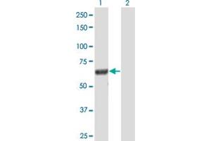 Western Blot analysis of DOCK7 expression in transfected 293T cell line by DOCK7 MaxPab polyclonal antibody.