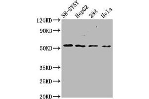 Western Blot Positive WB detected in: SH-SY5Y whole cell lysate, HepG2 whole cell lysate, 293 whole cell lysate, Hela whole cell lysate All lanes: SLC19A3 antibody at 3. (SLC19A3 Antikörper  (AA 191-282))