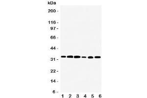 Western blot testing of TAZ antibody and rat samples 1:  skeletal muscle;  2: heart;  3: liver; and human samples 4: HeLa;  5: SMMC-7721;  6: SCG cell lysate. (TAZ Antikörper  (Middle Region))