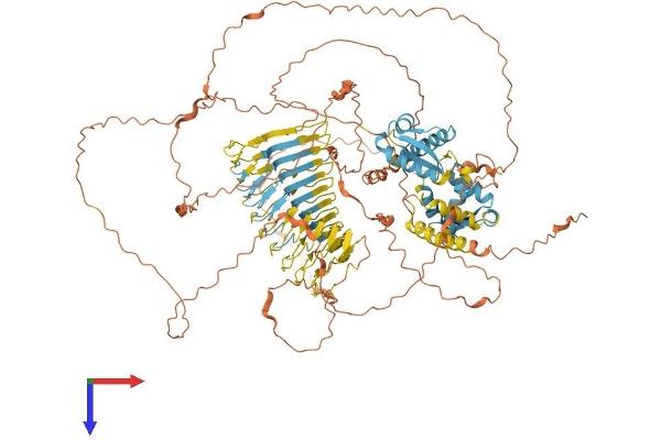 MAGEC1 Protein (AA 1-1142) (His tag)