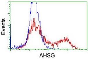 HEK293T cells transfected with either RC208344 overexpress plasmid (Red) or empty vector control plasmid (Blue) were immunostained by anti-AHSG antibody (ABIN2455765), and then analyzed by flow cytometry. (Fetuin A Antikörper)
