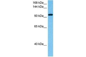 Host:  Rabbit  Target Name:  ZFHX4  Sample Tissue:  Human THP-1 Whole Cell lysates  Antibody Dilution:  1ug/ml