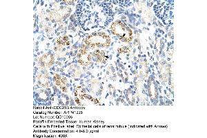 Rabbit Anti-CDC25B Antibody  Paraffin Embedded Tissue: Human Kidney Cellular Data: Epithelial cells of renal tubule Antibody Concentration: 4. (CDC25B Antikörper  (N-Term))