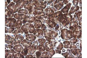 Image no. 3 for anti-Mitogen-Activated Protein Kinase Kinase 1 (MAP2K1) antibody (ABIN1499394) (MEK1 Antikörper)