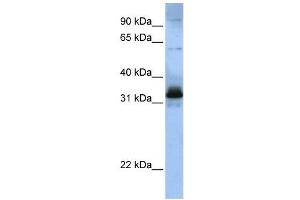 WB Suggested Anti-SFRS2B  Antibody Titration: 0. (SFRS2B Antikörper  (Middle Region))