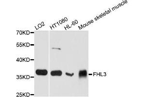 Western blot analysis of extracts of various cell lines, using FHL3 antibody (ABIN5995823) at 1/1000 dilution. (FHL3 Antikörper)