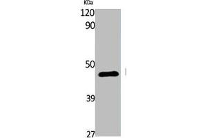 Western Blot analysis of various cells using EDG-6 Polyclonal Antibody (S1PR4 Antikörper  (C-Term))