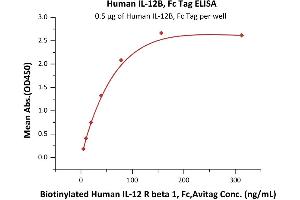 Immobilized Human IL-12B, Fc Tag (ABIN2181332,ABIN3071756,ABIN6810015) at 5 μg/mL (100 μL/well) can bind Biotinylated Human IL-12 R beta 1, Fc,Avitag (ABIN6731329,ABIN6809867) with a linear range of 5-40 ng/mL (QC tested). (IL12B Protein (AA 23-328) (Fc Tag))