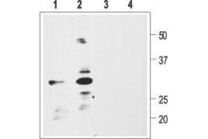 Western blot analysis of rat glioma C6 (1, 3) or human neuroblastoma SH-SY5Y (2, 4) cell lysate:1,2. (Pro-Brain-Derived Neurotrophic Factor (proBDNF) Peptid)