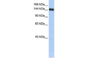 Western Blotting (WB) image for anti-UDP-Glucose Glycoprotein Glucosyltransferase 2 (UGT2) antibody (ABIN2459240) (UGCGL2 Antikörper)
