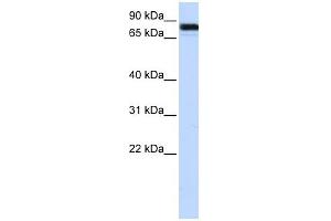 EWSR1 antibody used at 1 ug/ml to detect target protein. (EWSR1 Antikörper  (Middle Region))