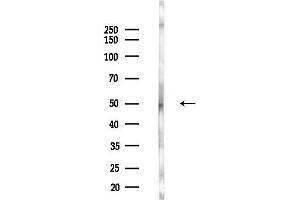 anti-Adaptor-Related Protein Complex 2, mu 1 Subunit (AP2M1) (Internal Region) antibody