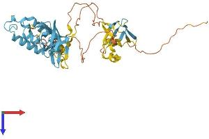 NOXO1 Protein (AA 1-376) (His tag)