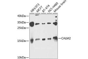 Western blot analysis of extracts of various cell lines, using C antibody (ABIN6131465, ABIN6137872, ABIN6137873 and ABIN6224031) at 1:1000 dilution. (Calmodulin 2 Antikörper  (AA 1-149))