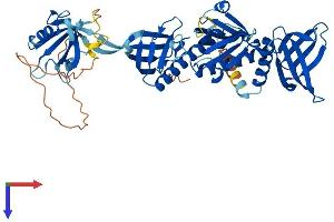 Syntrophin gamma 1 Protein (AA 1-517) (His tag)