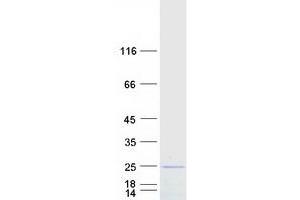 Western Blotting (WB) image for Optic Atrophy 3 (Autosomal Recessive, with Chorea and Spastic Paraplegia) (OPA3) (Transcript Variant 2) protein (Myc-DYKDDDDK Tag) (ABIN2727916)