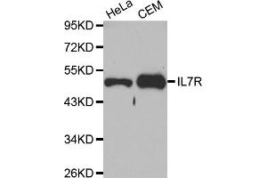 Western blot analysis of extracts of various cell lines, using IL7R antibody (ABIN5970572) at 1/1000 dilution. (IL7R Antikörper)
