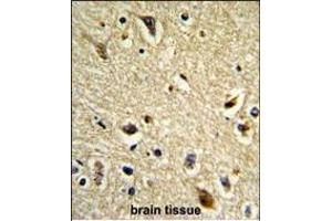 Formalin-fixed and paraffin-embedded human brain tissue reacted with CYP2E1 Antibody (C-term), which was peroxidase-conjugated to the secondary antibody, followed by DAB staining. (CYP2E1 Antikörper  (C-Term))