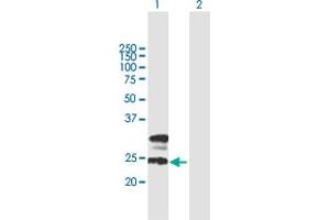 Western Blot analysis of TMEM27 expression in transfected 293T cell line by TMEM27 MaxPab polyclonal antibody.
