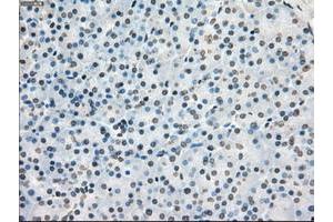 Image no. 10 for anti-P450 (Cytochrome) Oxidoreductase (POR) antibody (ABIN1497743) (POR Antikörper)