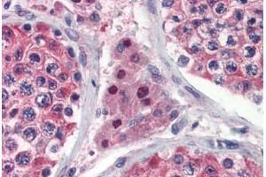 Human Testis (formalin-fixed, paraffin-embedded) stained with IDH1 antibody ABIN462259 followed by biotinylated goat anti-rabbit IgG secondary antibody ABIN481713, alkaline phosphatase-streptavidin and chromogen. (IDH1 Antikörper  (AA 290-339))