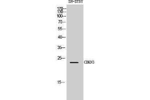 Western Blotting (WB) image for anti-Cyclin-Dependent Kinase Inhibitor 3 (CDKN3) (Internal Region) antibody (ABIN3183847) (CDKN3 Antikörper  (Internal Region))