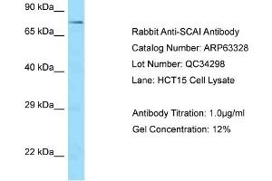 Western Blotting (WB) image for anti-Suppressor of Cancer Cell Invasion (SCAI) (C-Term) antibody (ABIN971660) (SCAI Antikörper  (C-Term))