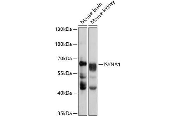 ISYNA1 Antikörper  (AA 1-250)