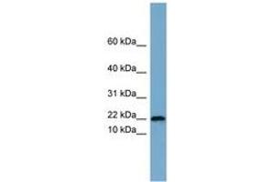 Image no. 1 for anti-Proline Rich 13 (PRR13) (AA 35-84) antibody (ABIN6744150) (Proline Rich 13 Antikörper  (AA 35-84))