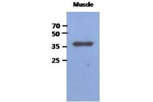 Western Blotting (WB) image for anti-Fructose-1,6-Bisphosphatase 2 (FBP2) antibody (ABIN1490753) (FBP2 Antikörper)