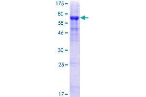 Image no. 1 for HERV-H LTR-Associating 2 (HHLA2) (AA 1-414) protein (GST tag) (ABIN1306606) (HHLA2 Protein (AA 1-414) (GST tag))